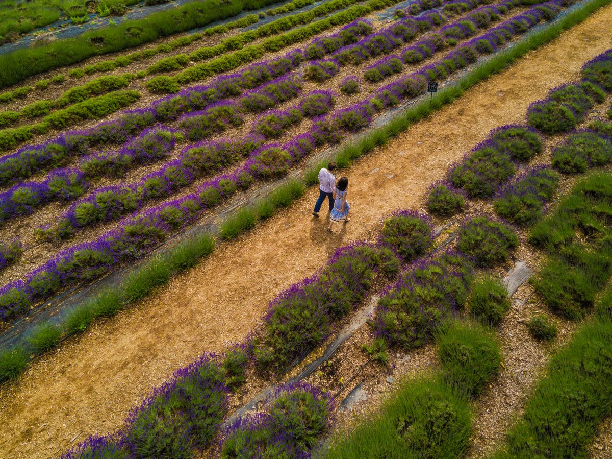 North Fork Attractions Lavender by the Bay DJI_0183
